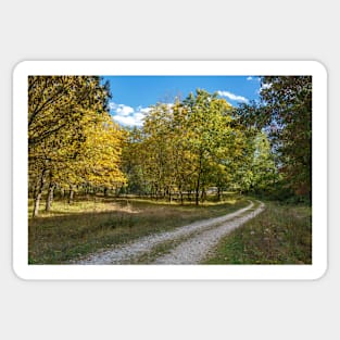 Road through forest Sticker